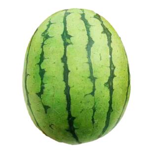 蜂蜜盆栽小西瓜苗阳台盆栽麒麟瓜秧苗超甜薄皮红玉2K种籽四季水果