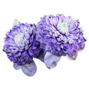 虹越铁线莲大苗乌托邦倒影蓝色沙龙舞盆栽爬藤花园栅栏篱笆楼顶