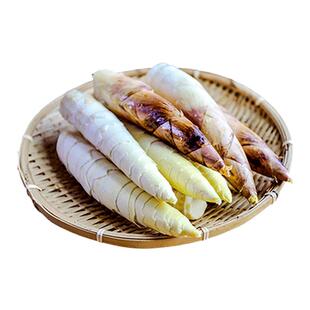 临安春笋新鲜现挖冬笋嫩芽竹笋子正宗浙江天目山雷笋野生农家鲜笋