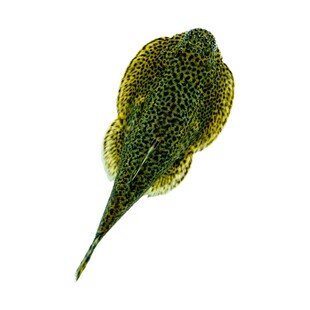 冷水清道夫贵州爬岩鳅双吸盘除藻清理鱼缸残渣清洁鱼不加温琵琶鱼