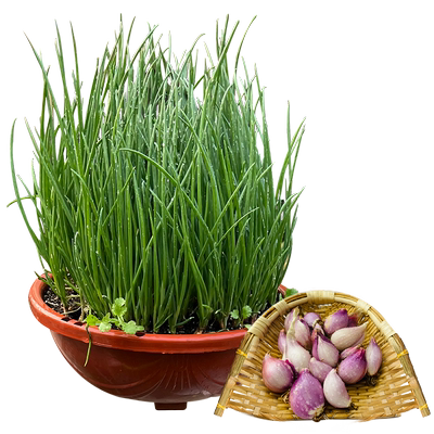 四季小香葱种子火葱头