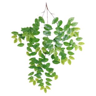 金叶榆树榆钱树金叶垂榆树苗工程园林绿化苗木庭院美化风景树苗