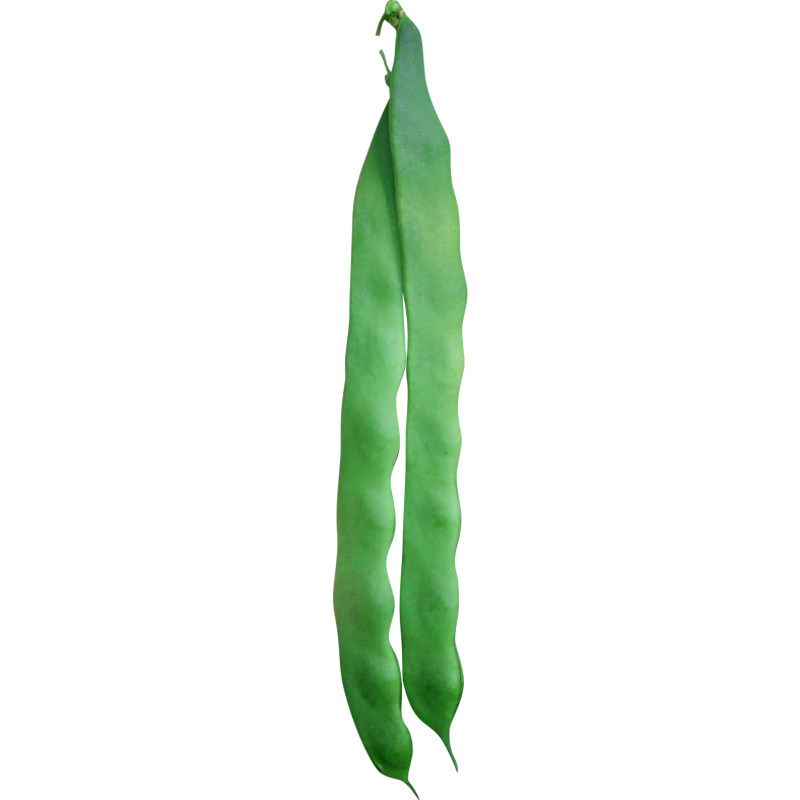 蔬菜宽扁冬季青豆角无筋爬藤种子