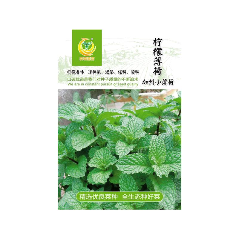 大全柠檬香薄荷籽四季