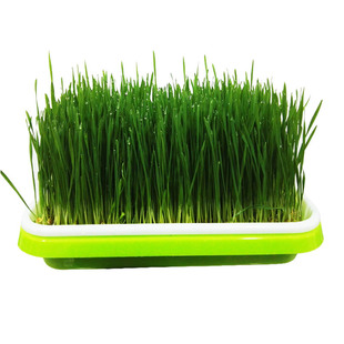 富硒小麦草种子籽麦苗猫草种水培纸上种菜榨汁喝阳台种植好种易活
