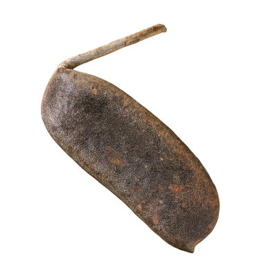 缅茄豆荚天然大型带枝菩提开裂