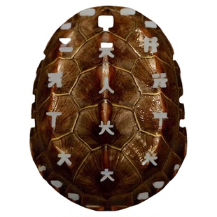 正宗活体福运乌龟财金龟钱多多中华草龟活体稀有宠物情侣长寿墨龟