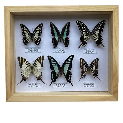 真蝴蝶昆虫标本相框教学家居装饰摆件婚庆生日礼物收藏品科普蝴蝶