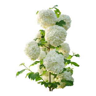 海蒂的花园欧洲木绣球花卉植物庭院露台庭院盆栽树苗耐寒绣球花苗