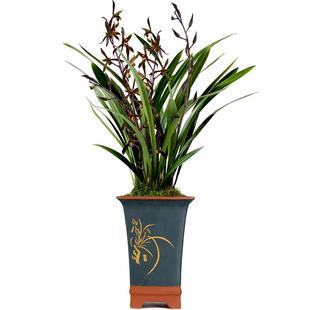 带花苞翁源兰花苗金边墨兰浓香型花卉室内绿植物报岁企黑爪盆栽