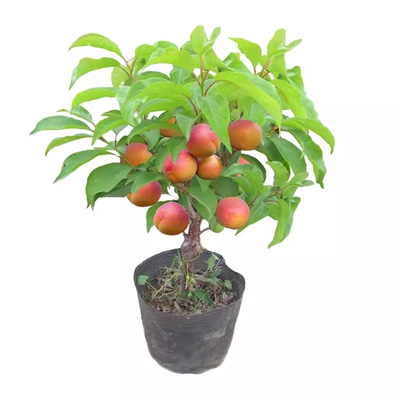 早熟特大帝王甜杏子苗当年结果