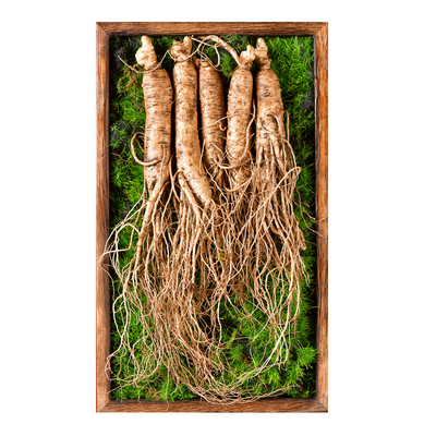 长白山新鲜人参现挖现售带土鲜参