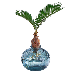 新款水培铁树小盆栽铁树盆景北欧桌面创意绿植水养花卉植物室内花