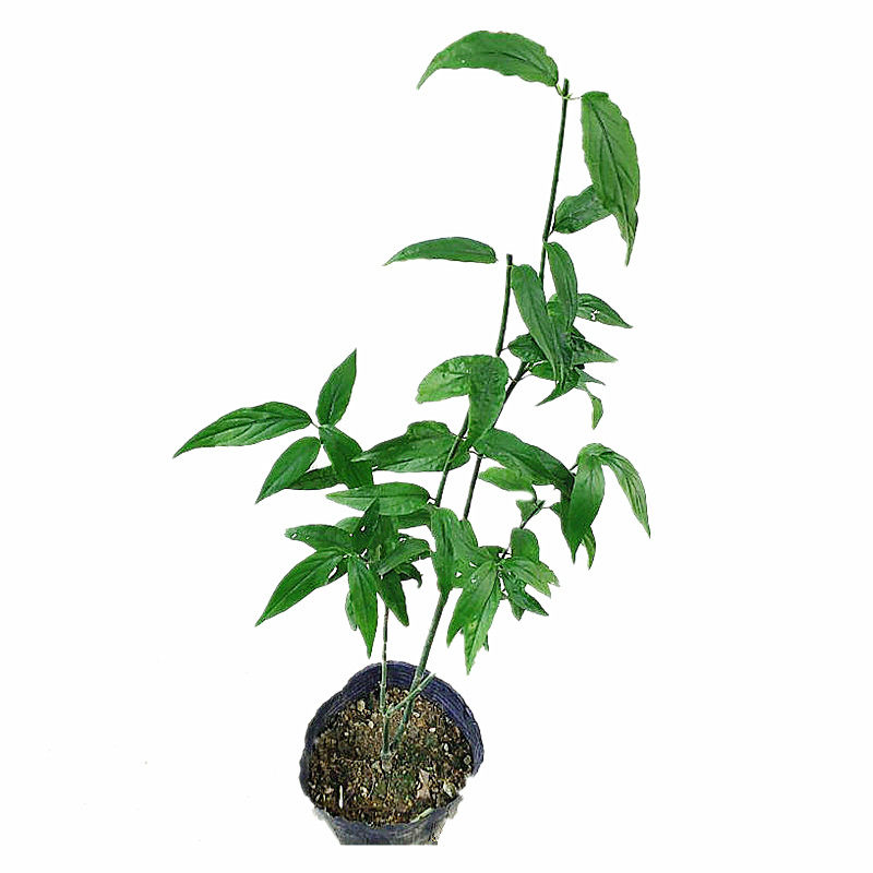 忧遁草苗带原土原杯发货