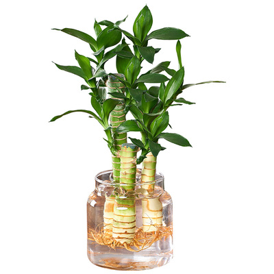 水培植物富贵竹盆栽室内客厅办公室书房桌面招财节节高花卉小绿植