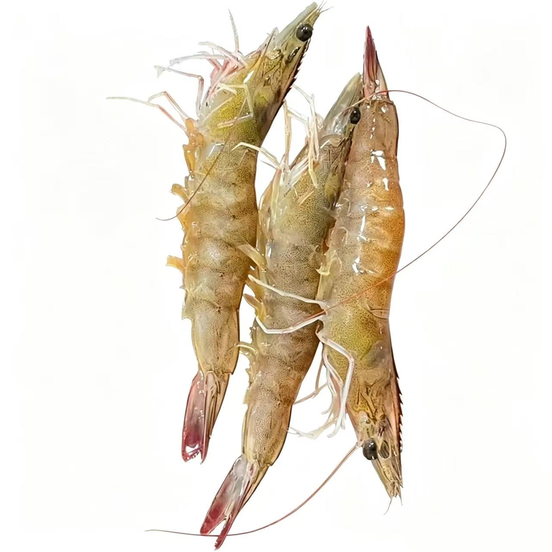超大新鲜冷冻海虾特大对虾
