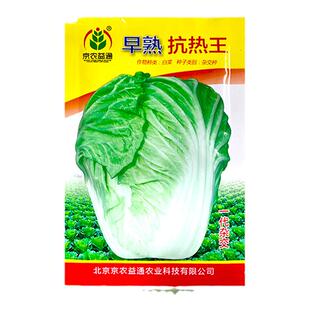 夏阳大白菜种子夏天种的菜50天早熟耐热抗热耐高温夏季蔬菜种籽孑