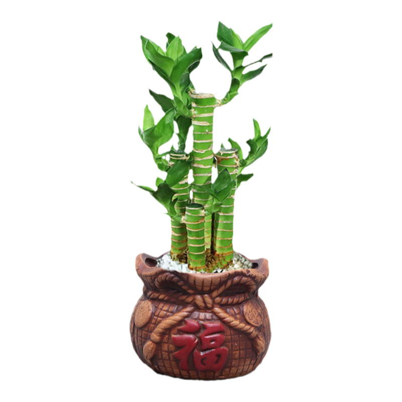 步步高盆栽花卉植物室内办公室