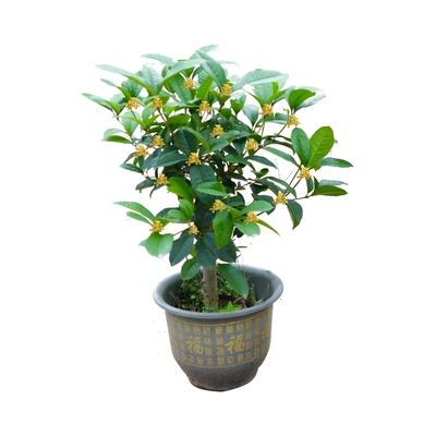 正宗红天香台阁矮桩阳台原生苗