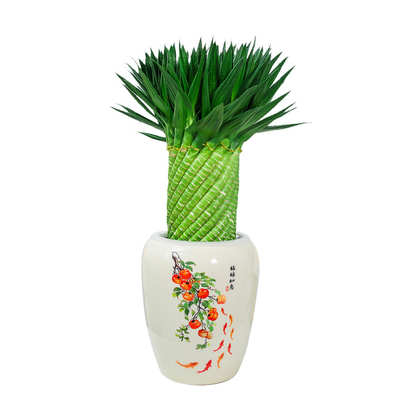 水培绿植金钱竹桌面好养编织盆