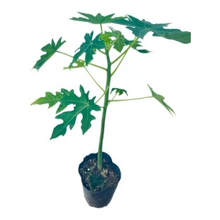 广西青木瓜苗盆栽地栽矮化红心木瓜苗带土带叶当年结果冰糖木瓜苗