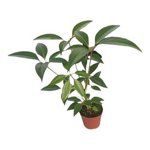 细叶日本大叶伞保罗大株绿植室内盆栽四季花卉客厅好养活净化空气