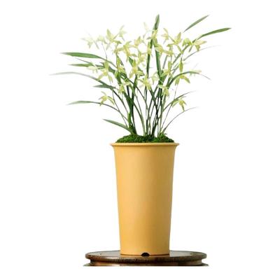 四季老种建兰荷花素心带花浓香型