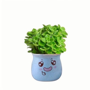 碰碰香盆栽可食用绿植驱蚊提神香喷喷多肉植物花卉净化空气一抹香