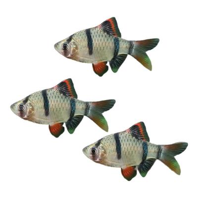 虎皮鱼热带观赏鱼小型活体鱼好养