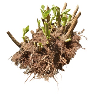 绣球花老桩苗无尽夏盆栽耐寒花卉室内外庭院阳台特大花植物四季开