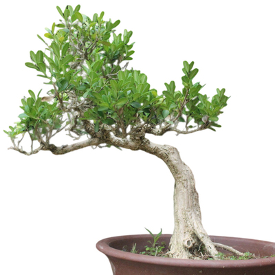 黄杨盆景老桩一物一拍