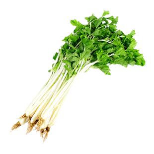 芹菜种子大全紫芹黄芹老品种白梗香芹菜籽种水芹菜籽四季蔬菜种子