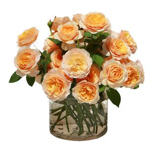 海蒂的花园月季花苗盆栽粉色龙沙宝石木本花卉阳台开花玫瑰海妈家