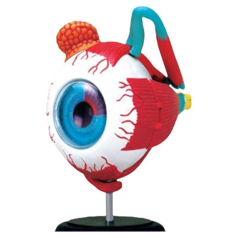 人体眼球器官眼睛结构解剖模型