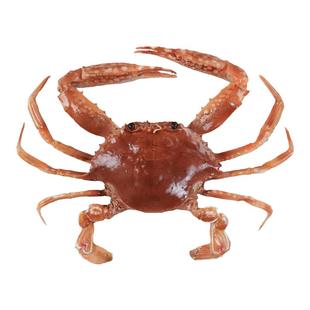仿真拥剑梭子蟹模型扁蟹肉蟹水产海蟹假海鲜直播道具仿真螃蟹定制