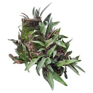 树桩干树枝装饰天然枯木根水培室内苔藓蕨类植物绿植造景摆件好养