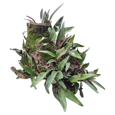 树桩干树枝装饰天然枯木根水培室内苔藓蕨类植物绿植造景摆件好养