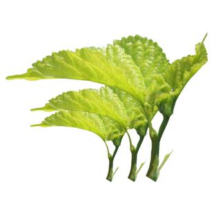 重庆新鲜桑叶蚕宝宝食物学生养蚕桑树叶喂蚕蚕叶嫩叶现摘现发