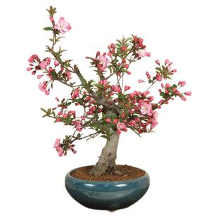 海棠花盆栽四季垂丝开花树苗盆景老桩鲜花卉绿植物室内年花好养活