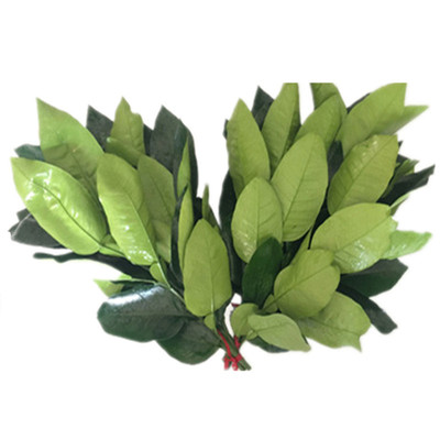 精选老柚树新鲜柚子叶迎好运