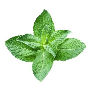 食用薄荷种子四季室内驱蚊虫植物盆栽阳台易种猫薄荷花卉种籽子孑