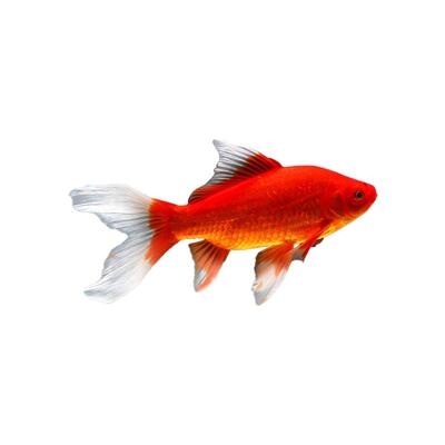 草金鱼活鱼淡水冷水鱼苗观赏鱼小型好养耐活自来水可养练手活体鱼