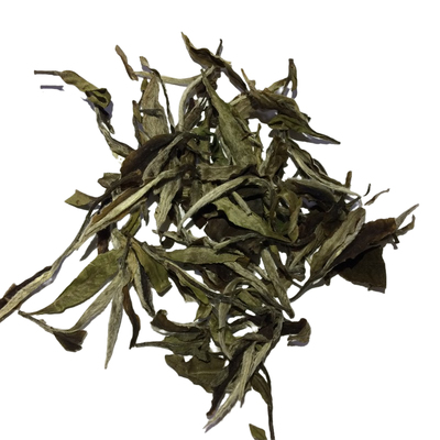 的白茶白牡丹春茶高山茶
