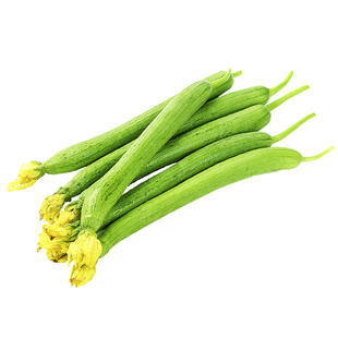 长丝瓜种子种籽子线肉棱丝瓜苗秧特长春季四季盆栽蔬菜苗孑籽种子