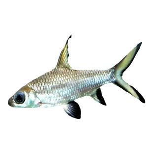 银鲨鱼反光小型热带观赏虎鲨鱼大小白鲨彩虹鲨粉红鲨龙鱼配鱼活体