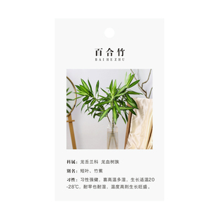 绿植养护吊牌通用 绿萝蝴蝶兰幸福树保养吊卡挂牌温馨提示种植卡