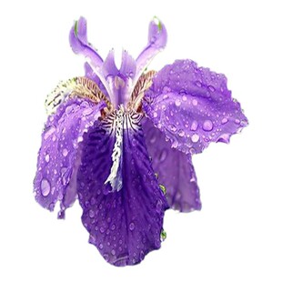 德国蓝花鸢尾苗庭院别墅花园植物盆栽马兰花苗草本地栽多年生耐寒