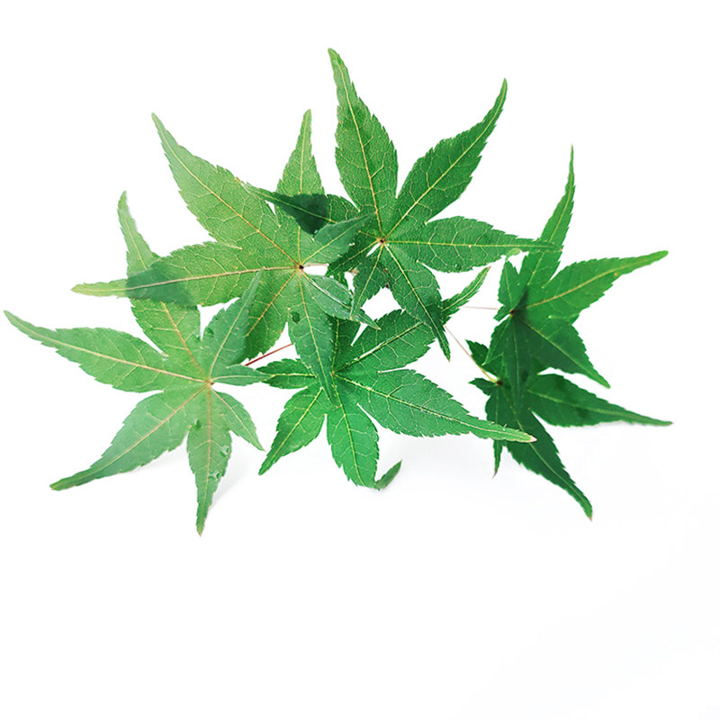 新鲜绿枫叶枫树叶西餐现摘现发