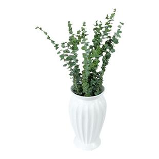 网红尤加利叶干花永生花束家居客厅北欧风天然风干桉树叶插花装饰