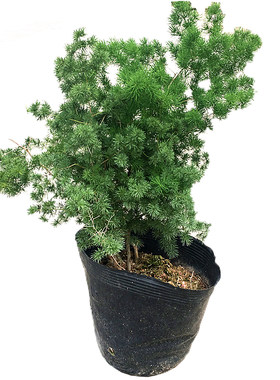 蓬莱松生肖猴招财绿植盆栽大苗